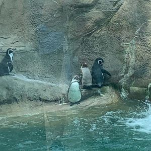 Meet your Posher, Nevaeh